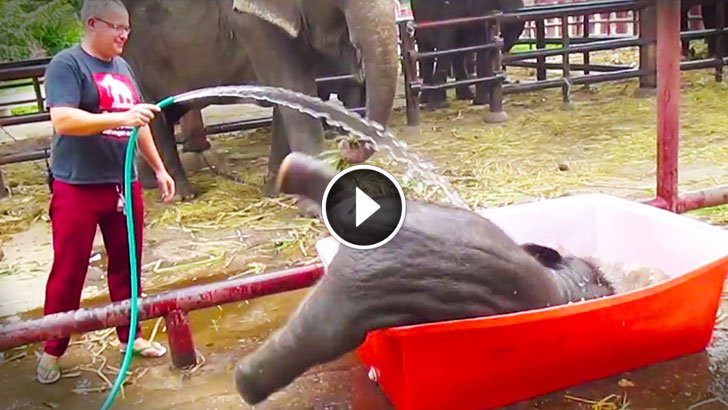 amazingpandph's tweet photo. Nothing Has Made Me #Smile As Much As This #Baby #Elephant #Taking A ... - #ABath #Cute #Funny #Just #Laugh https://t.co/lFmoUhOt1l