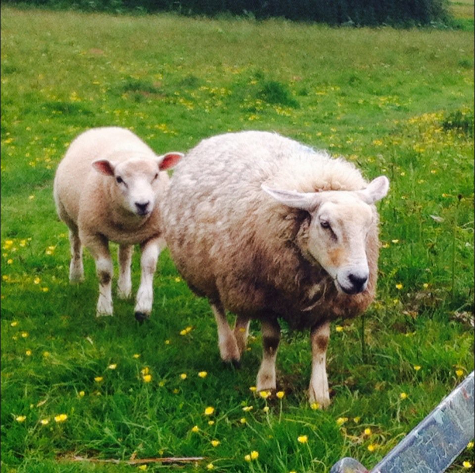 Happy Easter to all of ewe!