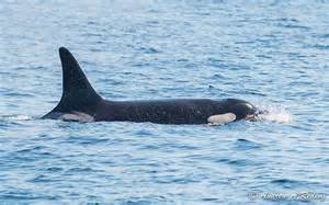 Lolita is a Southern Resident Orca which are listed as Endangered. And her Mum (Ocean Sun) is still alive &amp; swimming free. There is a sound retirement plan so she should be released back with her pod. #Blackfish #WOWvTaiji #16425DaysASlave
