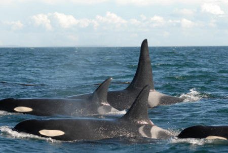 Lolita's pod is known so she should be released back with her pod wowvstaiji.com