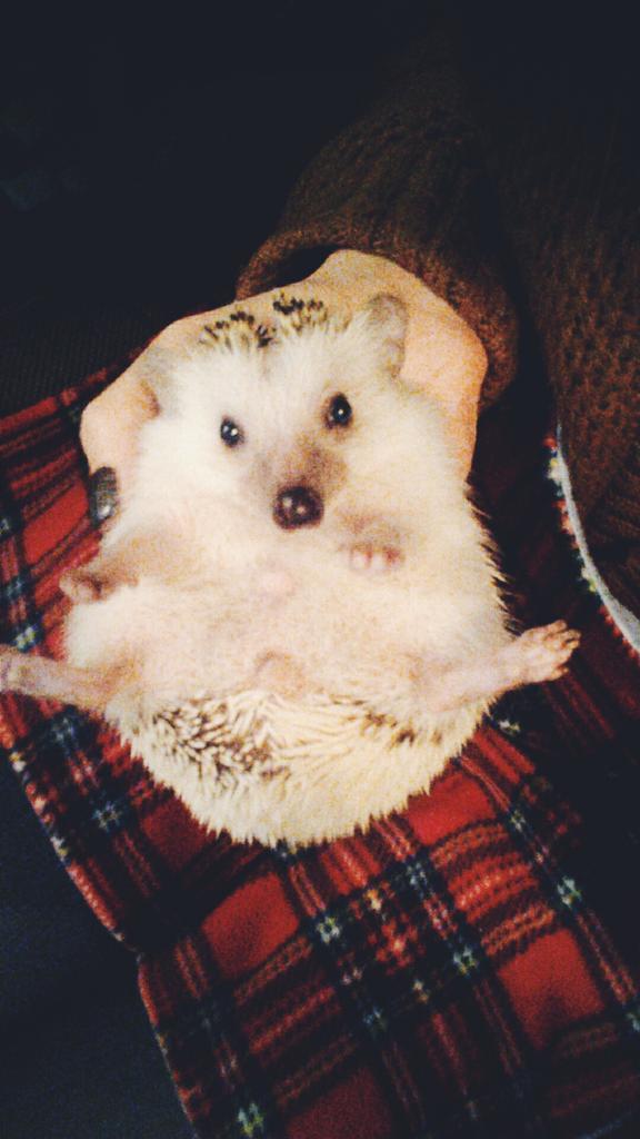 Megarrooo's tweet photo. Reunited with my little spiky floof, Boris! ๐ #longweekendbreak #africanpygmyhedgehog https://t.co/TDeigdio4F