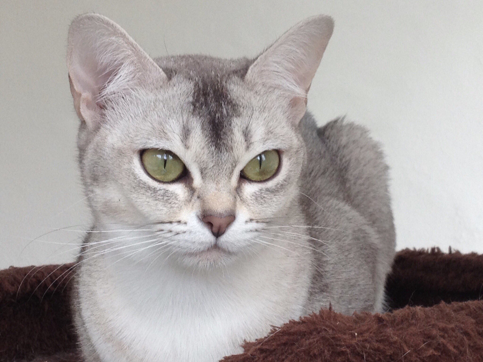 Silver hotsell burmese cat