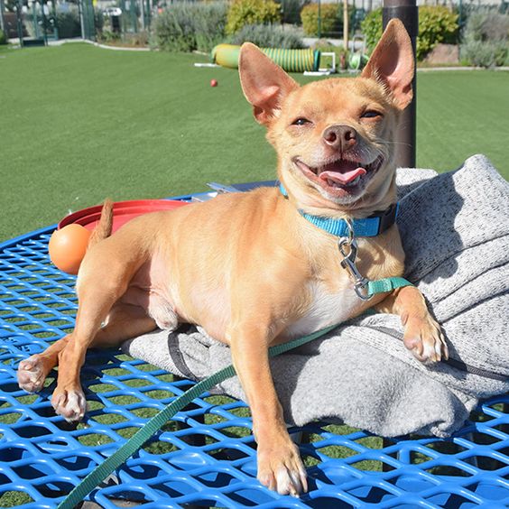 hssv's tweet photo. We're closed for #Easter but Curtis wants all of you to have a very good day. #adopt https://t.co/WcGD6eiE6Z https://t.co/ScaaWCoiEa