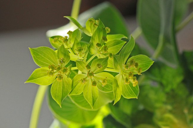 はなのめ Su Twitter ブプレリウムの花言葉は 初めてのキス 緑色の小花が集まったとても可愛らしいお花です そのままアクセサリーにしました T Co Otdrc3gwmc はなのめ ブプレリウム アクセサリー 花 T Co Bgv7qvuamx