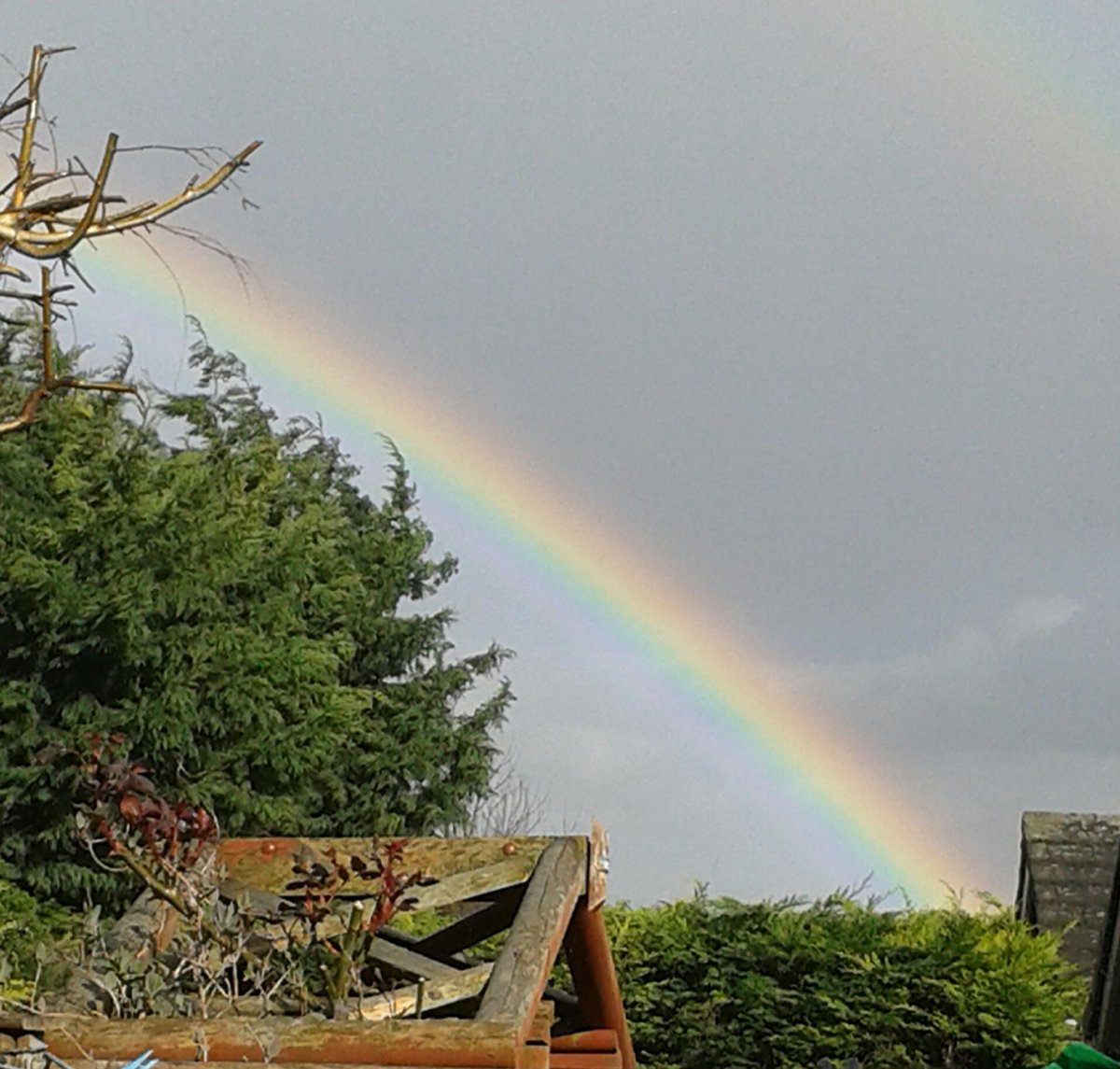 Lovely rainbow over the treetops