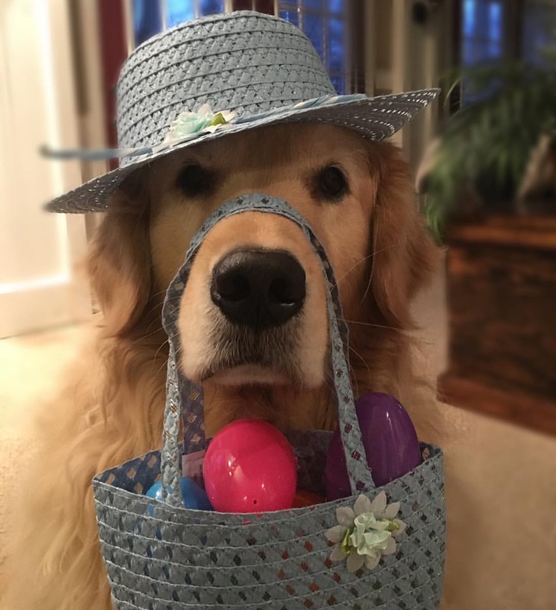 BarkPost's tweet image. Bonnie, 58. Shushes people in church. Calls a purse a pocketbook. Gets offended if you don't eat her baked goods.