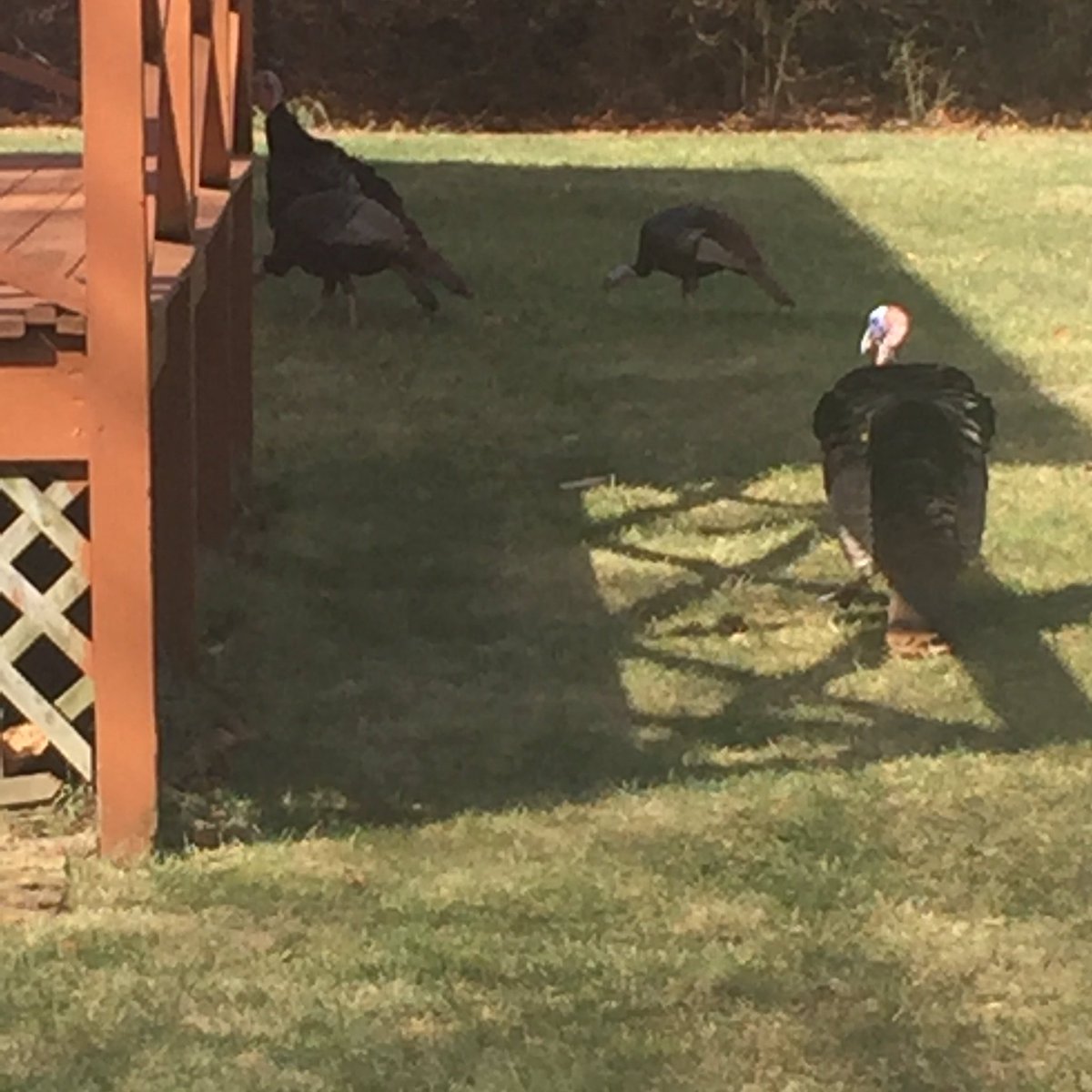 vtruongcao's tweet photo. Found these 🦃 #chillin in the backyard #LikeABoss 😂🐰🍳💯 #PunIntended #HappyEaster #SundayFunday #EasterTurkey #Risen https://t.co/c5ZxYyMYBb