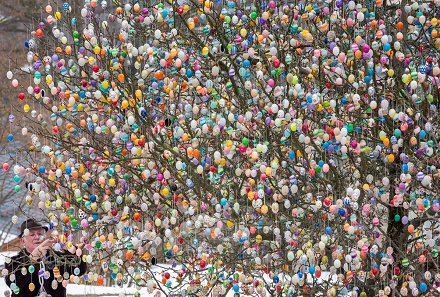 Werner_Safety's tweet photo. Enjoy the neighborhood #EasterEggTree! Tomorrow you will need a #stepladder to #undecorate. https://t.co/OOq9EH3d5I https://t.co/tOxQYssK31