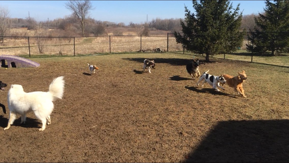 And they're off!! Piper, AJ, Albert, Eve, Bella, and Miley! (with Jose and Nara wrestling off to the side.) #CPHouse