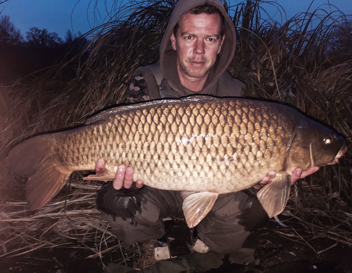 ski35's tweet photo. Lovely brace of commons this Easter #carpfishing #trakker #foxint #navitas #@WintonsFishery https://t.co/sRvBScB6nN