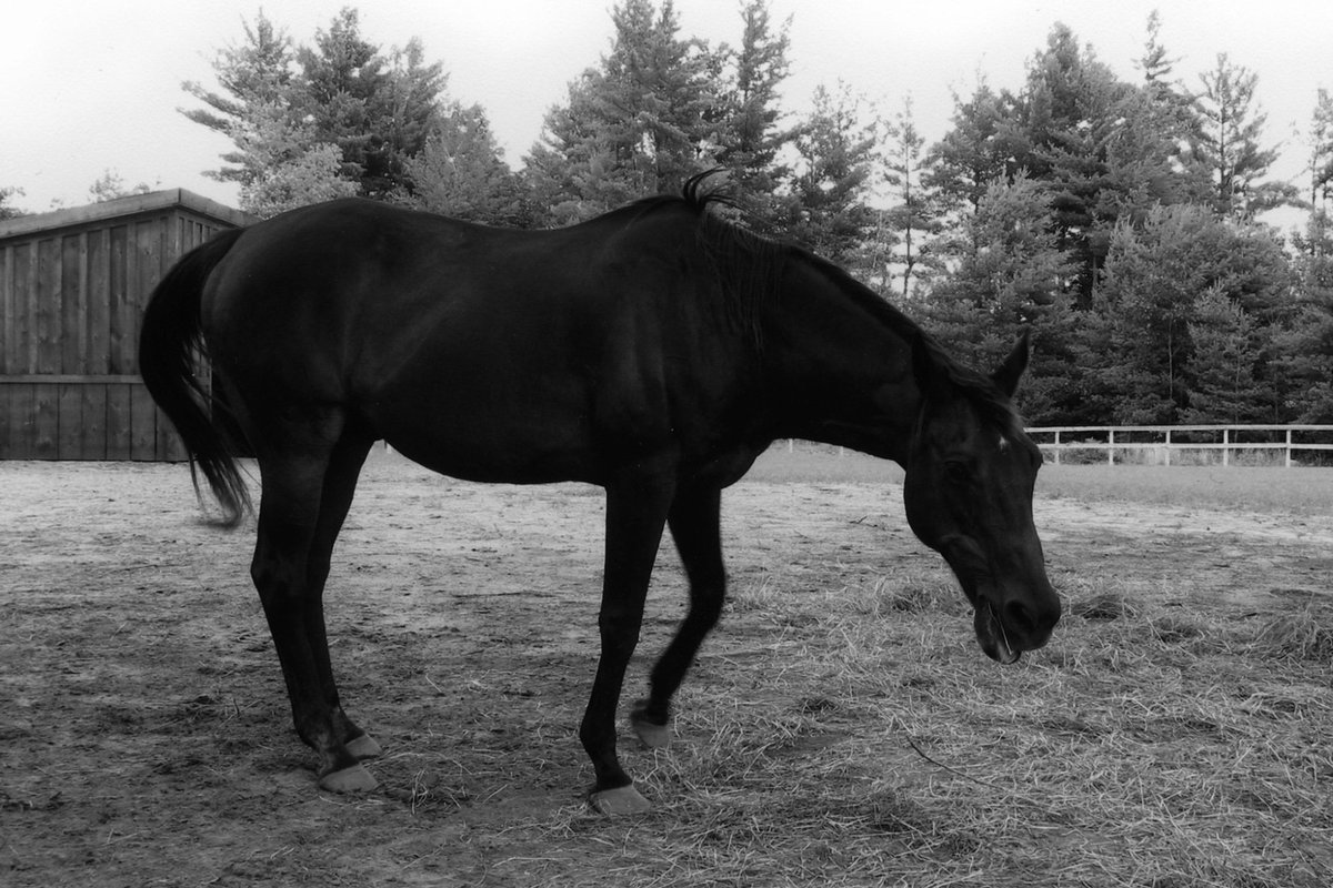 This horse lost 100 races, but won a family’s heart https://t.co/m5OdeOhQ8W https://t.co/7JdTpKB4MT