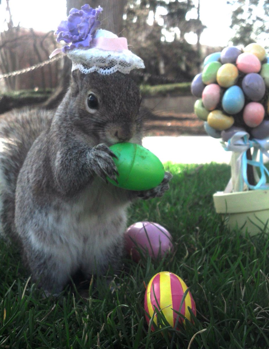 NUSquirrel's tweet photo. Happy Easter from the NU Squirrel. Eat lots of chocolate for me. #HappyEaster #EasterSquirrel #NUSquirrel 🐣🌷 https://t.co/3frKwrCp4l