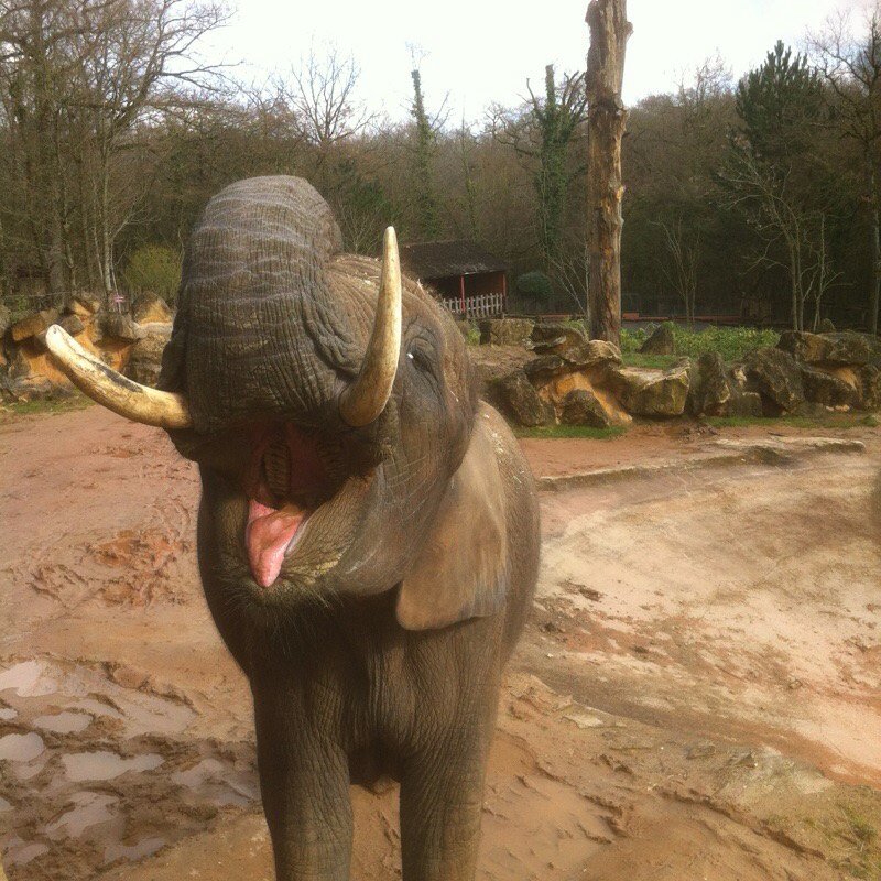 Isabelle Morini-Bosc tweet media