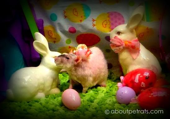 AboutPetRats's tweet photo. Happy Easter to All Pet Rats & Their Peeps! #aboutpetrats #petrats #rats #fancyrats #petrateaster #easterrat https://t.co/NoJD10ViJm