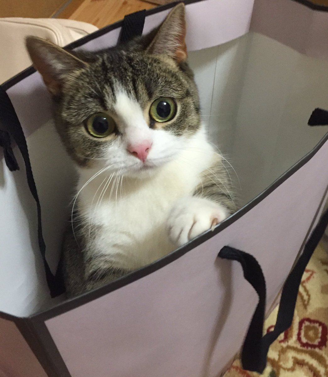 alice_love1215's tweet photo. 私の天使ちゃん🐱💞

アンクルージュのショッパーが大好きみたい(((o(*ﾟ▽ﾟ*)o))) https://t.co/s91GhJCnqj
