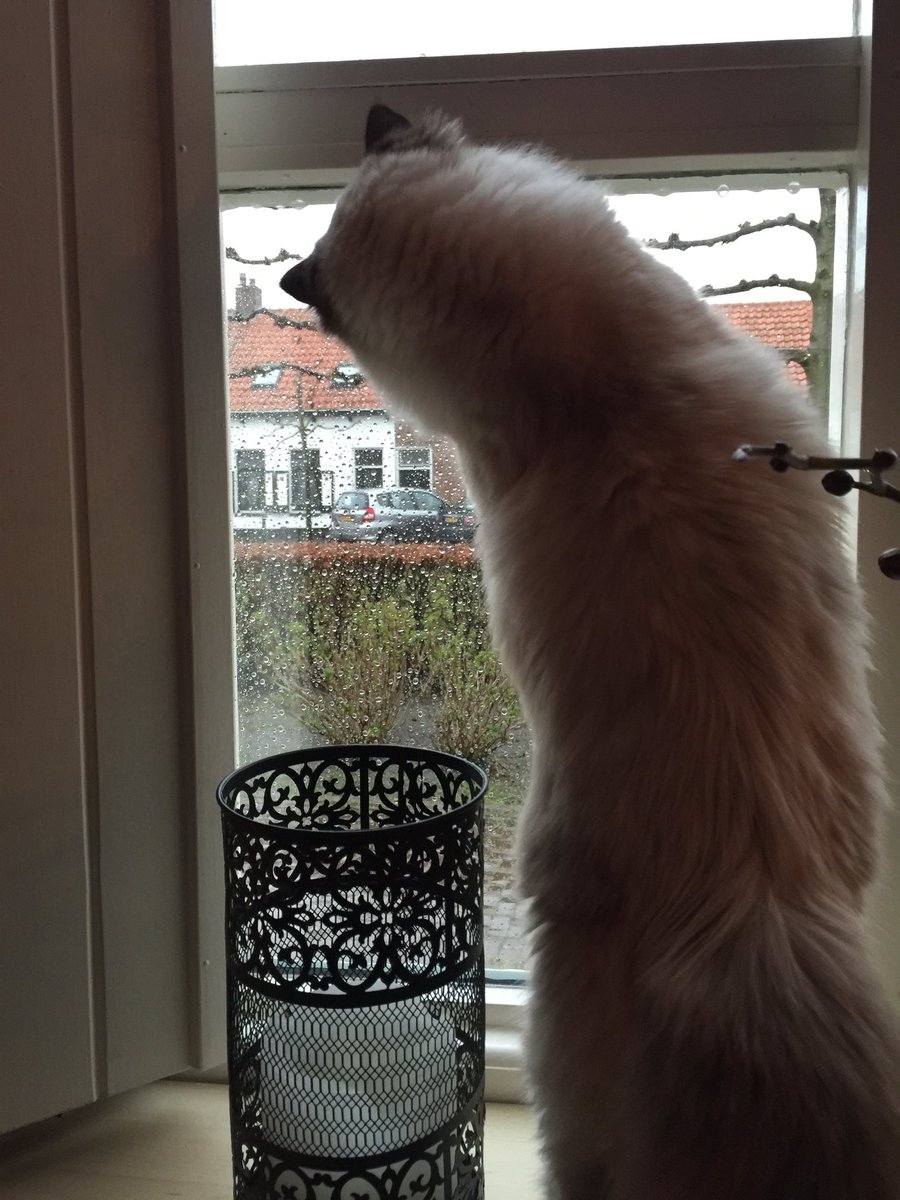 fraja1957's tweet image. Zelfs de #poes  bekijkt het weer eens goed #slechtweer