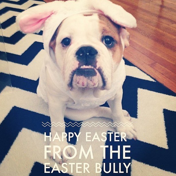 2Mpup's tweet photo. Happy Easter Everybunny! https://t.co/kDcKVUbzf0