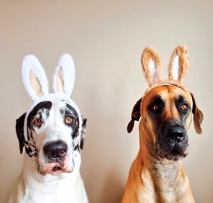 Did someone say Cadbury eggs? Happy Easter from the #WorldDogAwards &amp; @dazeofdukeandsully!! 🐰🐰