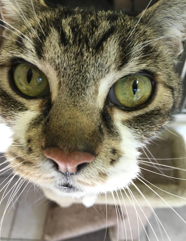 BC SPCA / BCSPCA tweet media