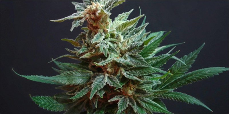 Herbworthy's tweet image. #Illinois One Step Closer To #Decriminalizing #Cannabis buff.ly/1oa1U0Q