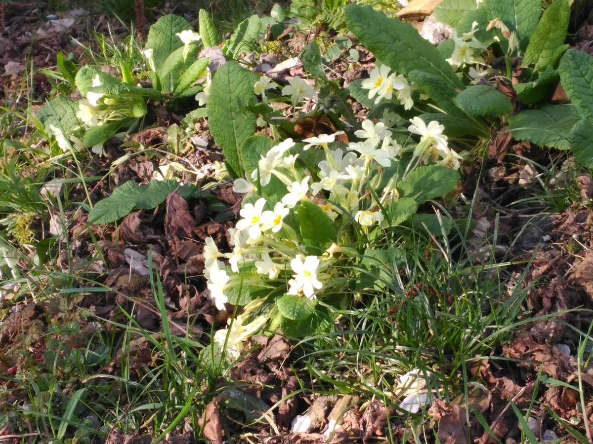 ToniBarreraEsco's tweet image. Primavera a #Eibar #Guipúscoa #PaísBasc: passejant ara per prats plens de #cucuts, #lliris, #milflors i #margarides.