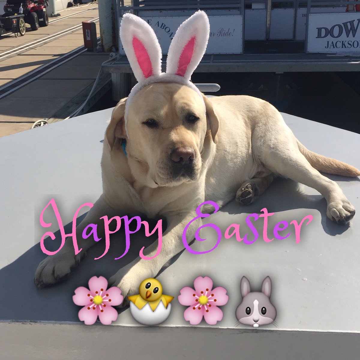 BmoreWaterTaxi's tweet photo. Happy Easter from Timber Bunny 🐰! #easterbunny #timberbwt #timberbunny #watertaxidog #baltimoredog #bmorewatertaxi https://t.co/miQLhtFHHm