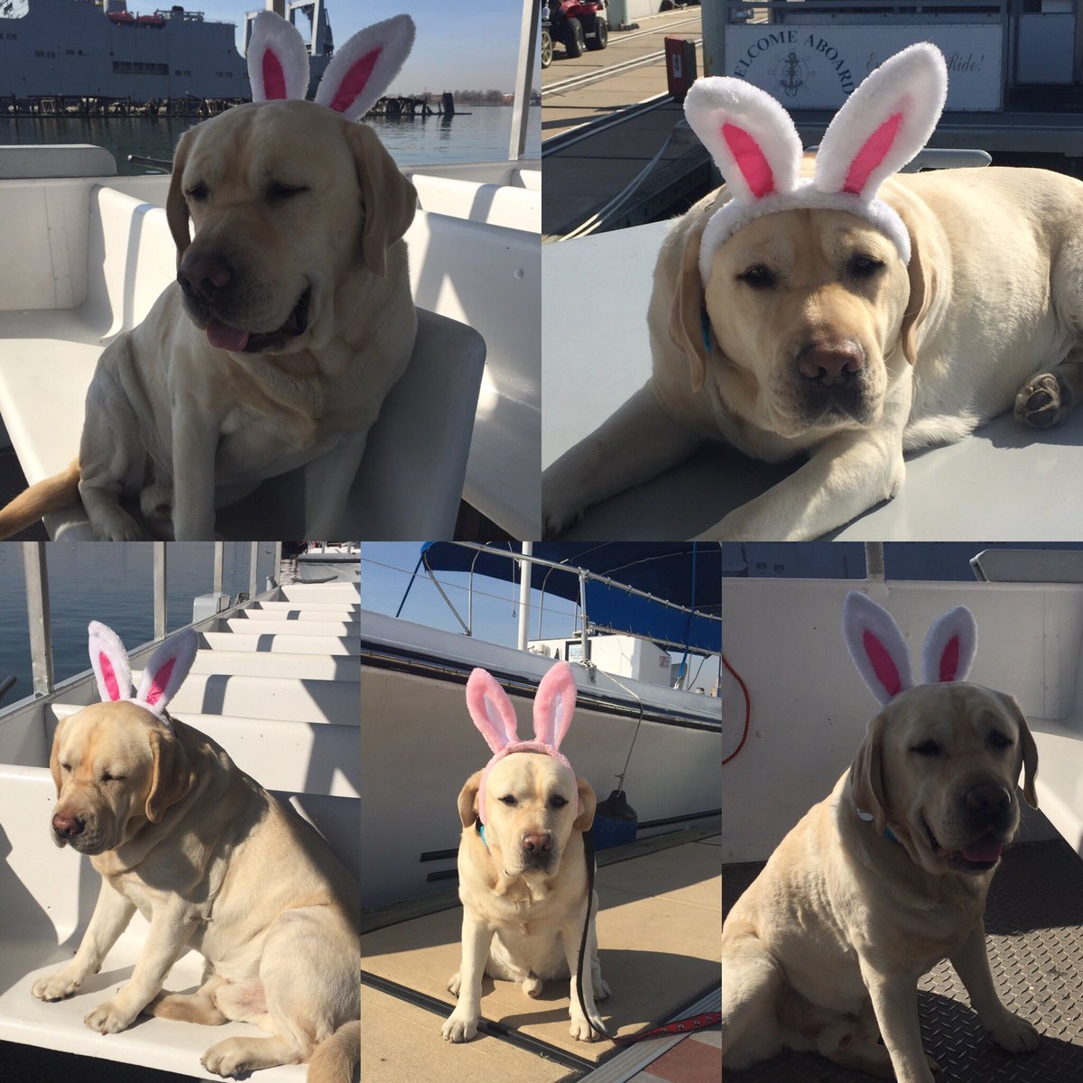 BmoreWaterTaxi's tweet photo. Outtakes: Happy Easter from Timber Bunny 🐰! #easterbunny #timberbwt #timberbunny #watertaxidog #bmorewatertaxi https://t.co/D3jlAEAuxS