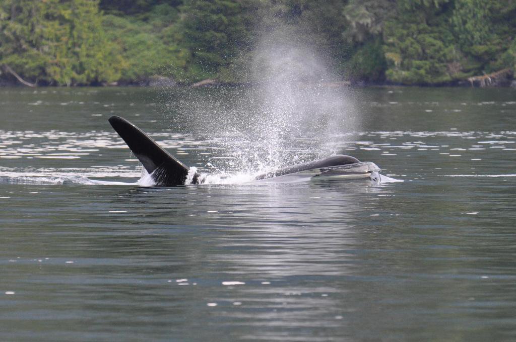 informedtravler's tweet photo. Camping and Kayaking with Orcas? It's possible. Listen to our interview with @ecosummer at https://t.co/B0vxSW518R https://t.co/gRhApoPheR