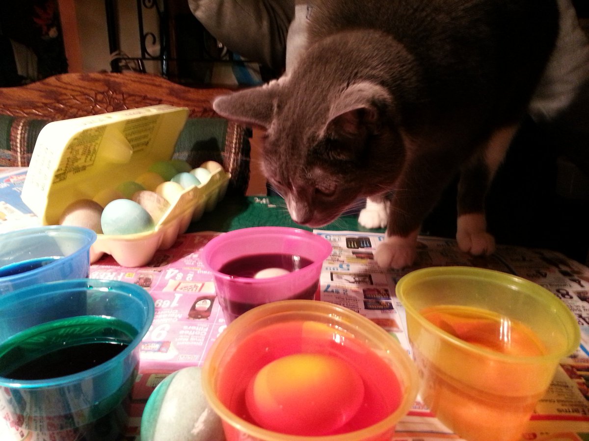 CrackForKitty's tweet image. Happy Easter from #CrackForKitty!! Who is ready for some egg coloring?