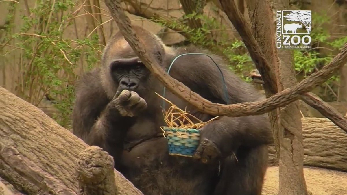 Gorillas hunt for Easter eggs in Cincinnati Zoo bit.ly/22FnRI4?utm_me… https://t.co/GASYtIWmIZ