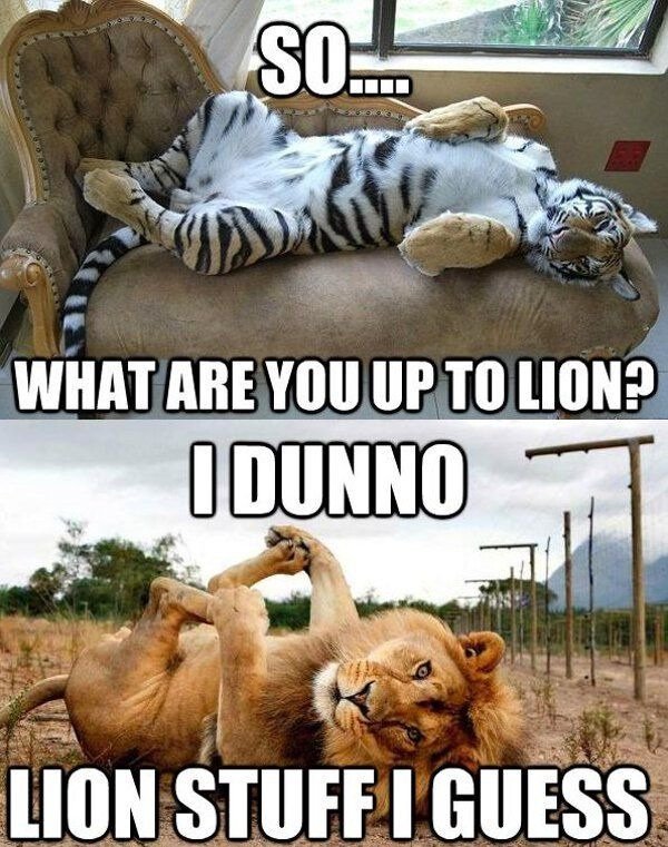 superania31's tweet photo. This is what us Leos do whenever we are bored #LionStuff https://t.co/HZaFAdTTxI