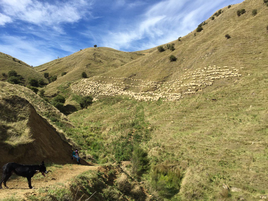 theofficenz's tweet photo. Still a long way to the top https://t.co/Iuah71J9p6