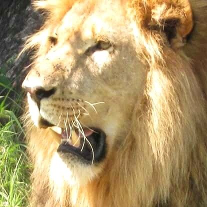 Rawbotswana's tweet photo. Enjoying the lion's share of wildlife this Easter!  #walkingsafaris #ridingsafaris @kamilisafaris @aardvarksafaris https://t.co/UZ3rbwSSMa