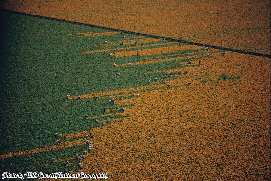 HistoryInPics's tweet image. A field turns from orange to green as harvesters pick marigold flowers in Los Mochis, Mexico, 1967.
