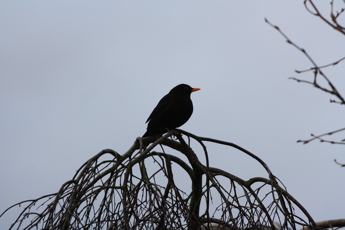 BruckhillsCroft's tweet photo. Gone dark outside but this guy still singing @BruckhillsCroft #Blackbird #lookingforamate https://t.co/026EDq1m3G