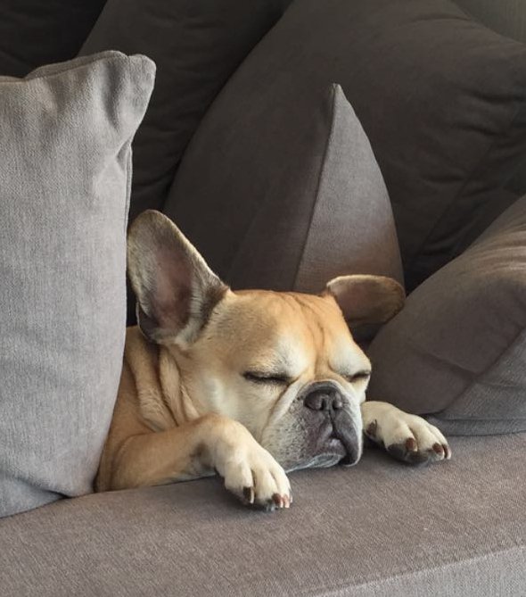 Patrik_Antonius's tweet photo. Dog life in Monaco. My boy taking a nap... https://t.co/XsQvqgawlc