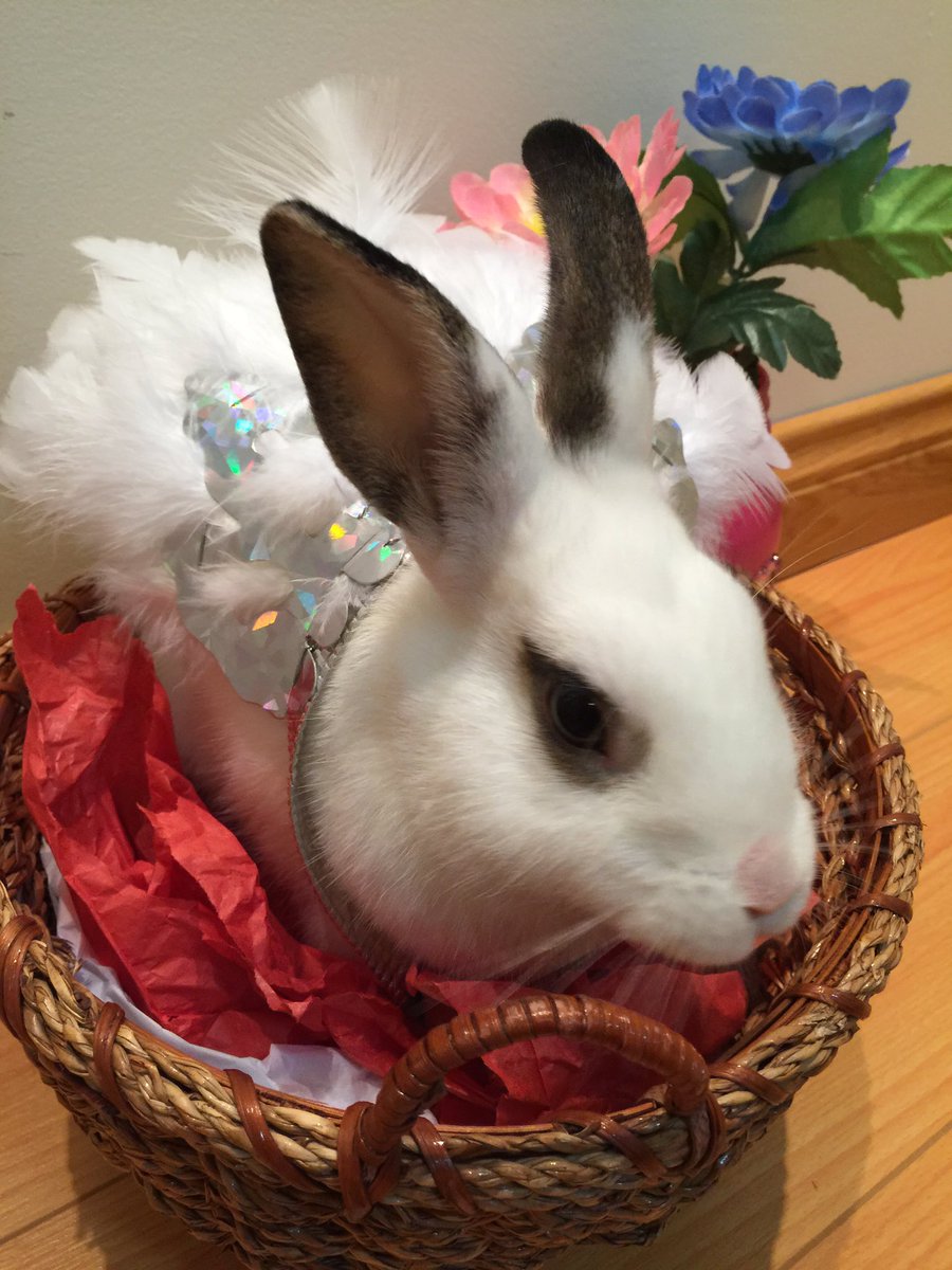 ObstacleBunnies's tweet photo. Happy Easter Day! https://t.co/AADEIRaHhh