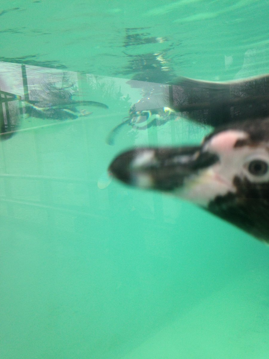 DAMORKO666's tweet image. #photobomp.  #pengiuns