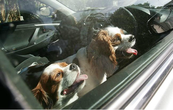 MiDiarioPanama's tweet photo. Florida legaliza romper vidrios de automóviles para salvar a las mascotas que estén en peligro. ¿Qué opinas? https://t.co/12b5wERiLX