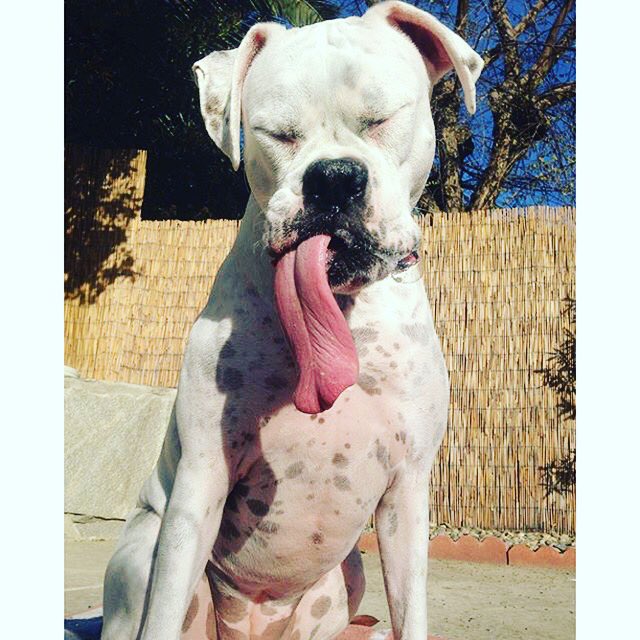 Super tongue