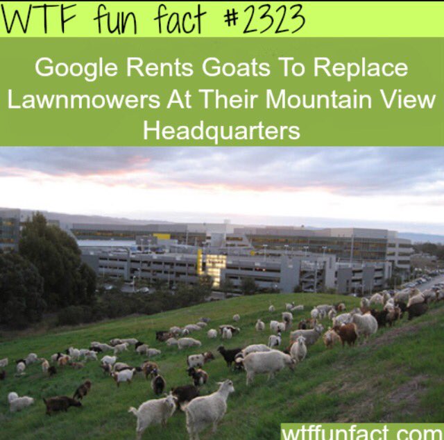 RFFDaily's tweet image. 🐐