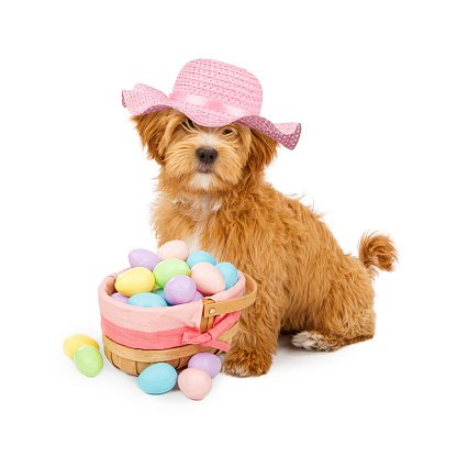 VailDailyDogs's tweet image. Happy Easter!