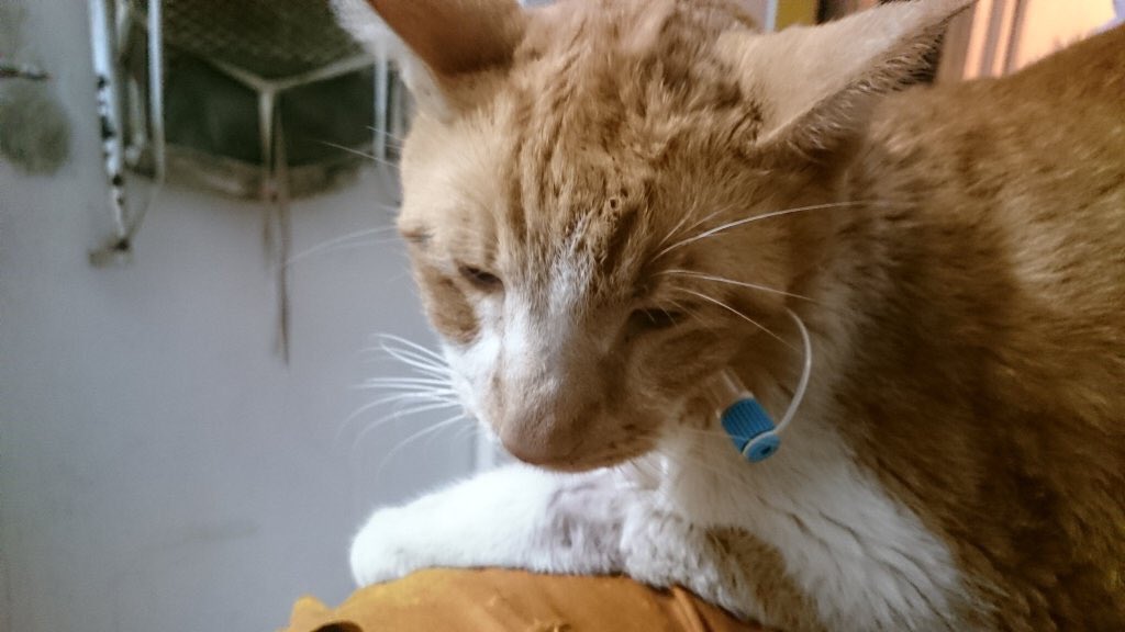 Schrody_Cat's tweet image. Plz share, RT &amp;amp; donate to help my friend #SamJoy. He's recovering from surgery. His story: gofundme.com/SamJoy