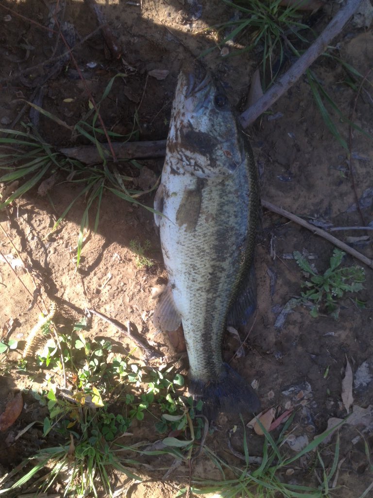 Rolandbarber77's tweet photo. Slayed some bass today🐟🐳🎣 https://t.co/kOHFCB60ht