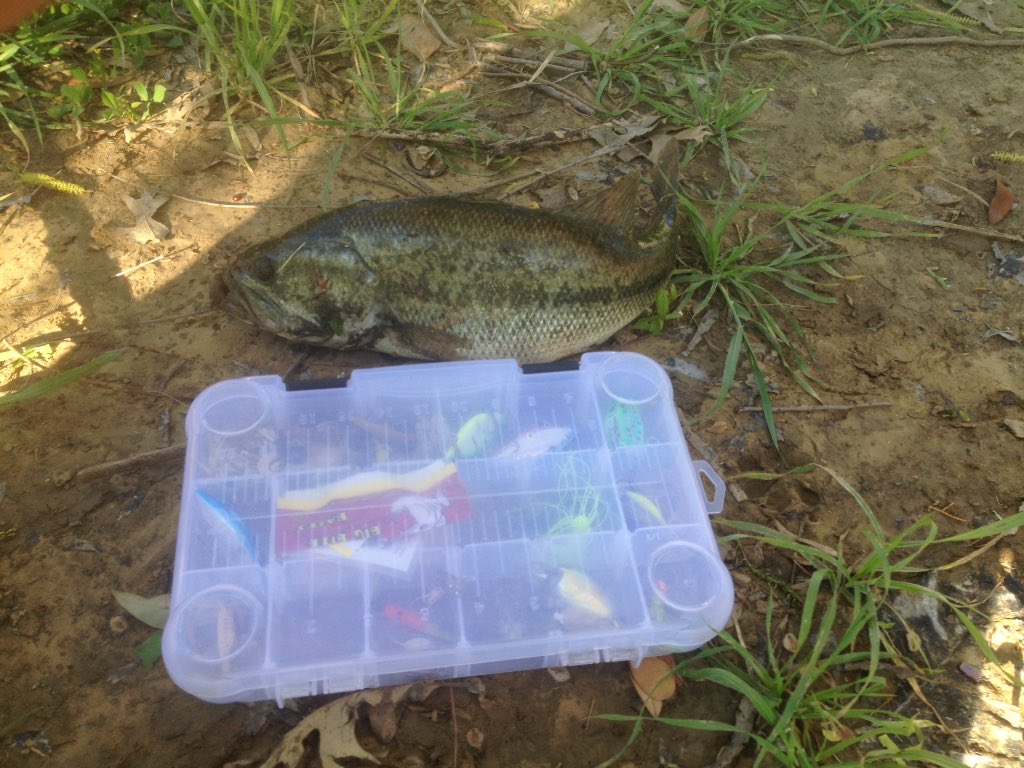 Rolandbarber77's tweet photo. Slayed some bass today🐟🐳🎣 https://t.co/kOHFCB60ht