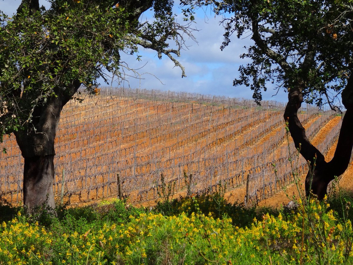 _TheArtofJoy_'s tweet photo. Beautiful #Vineyards and #slooping #terraces in #Monchique https://t.co/Ydw0OyqCC9