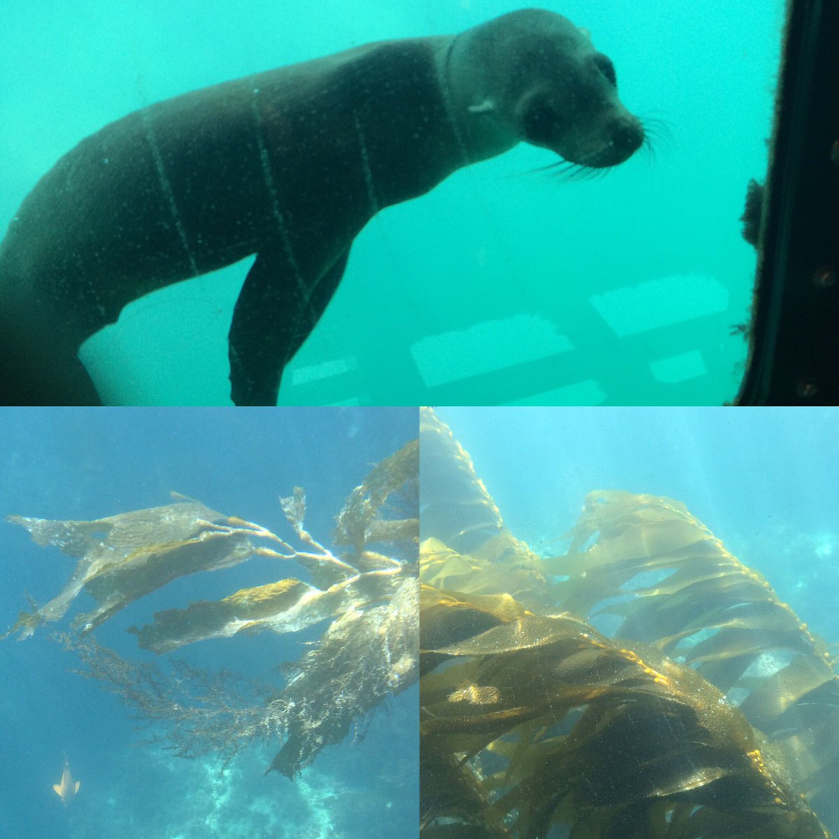 SeaLife_Cali's tweet photo. Wonderful trip out today! Check our schedule for upcoming tour times at https://t.co/4UMbDPqwHC 😃 https://t.co/qzkJvn5Fn1