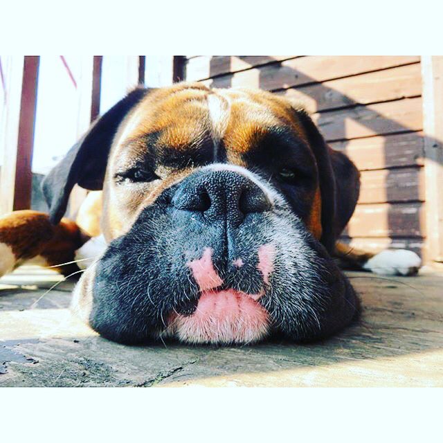Boxer Lovers (@boxersnation) on Twitter photo 