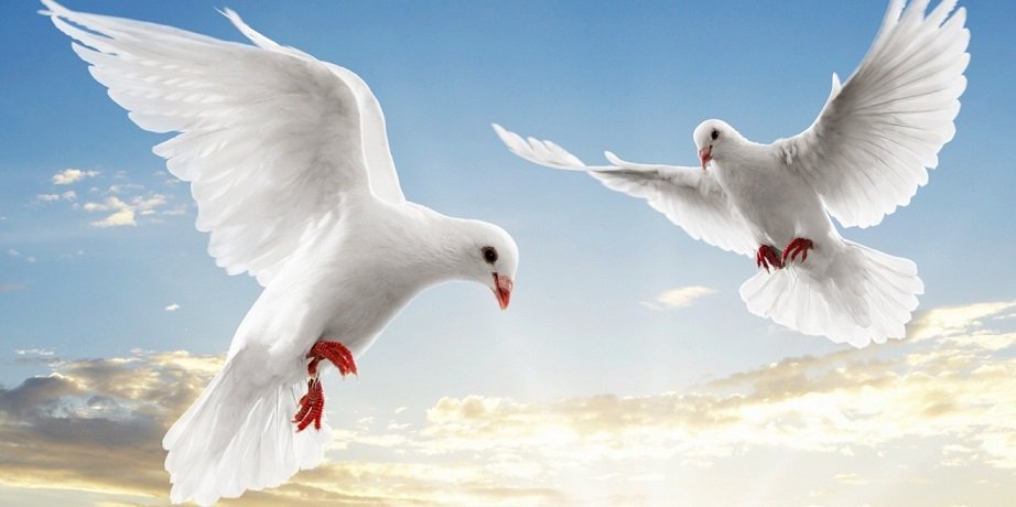 roberto natale (@roberto300669) on Twitter photo 