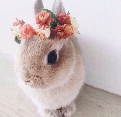 thatonekidnate_'s tweet photo. My fav bunnies on my blog https://t.co/QfD569wojv